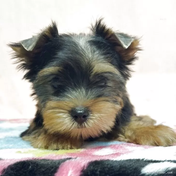 ID:2507-04166の子犬