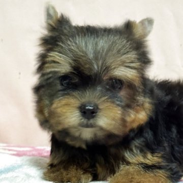 ヨークシャーテリア【広島県・女の子・2025年8月25日・スティールブルー&タン】の写真「可愛い女の子」