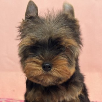 ヨークシャーテリア【広島県・男の子・2024年9月1日・スティールブルー&タン】の写真「可愛い男の子」