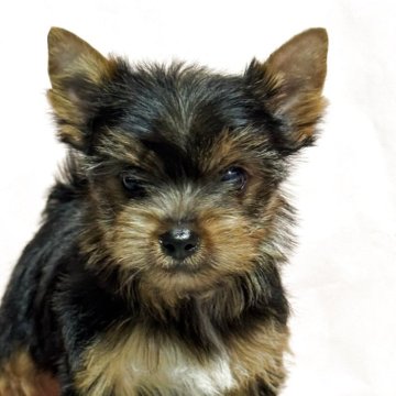 ヨークシャーテリア【広島県・男の子・2025年2月19日・スティールブルー&タン】の写真「可愛い男の子」