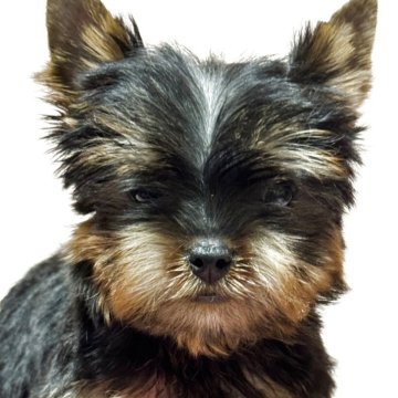 ヨークシャーテリア【広島県・男の子・2025年2月19日・スティールブルー&タン】の写真「小さな可愛い男の子」