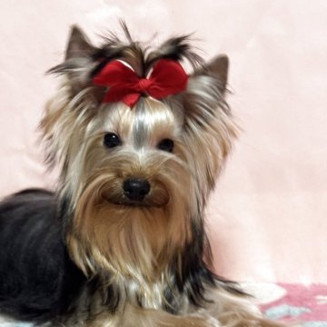 ヨークシャーテリア【広島県・男の子・2024年7月31日・スティールブルー&タン】の写真「綺麗な男の子」