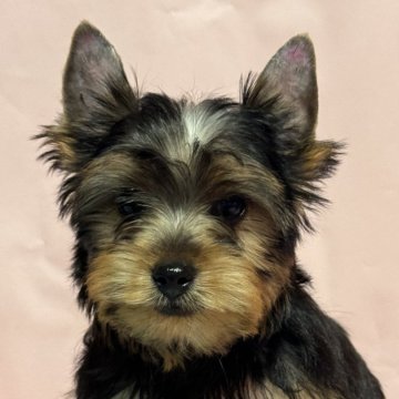 ヨークシャーテリア【広島県・男の子・2024年8月22日・スティールブルー&タン】の写真「可愛い男の子」