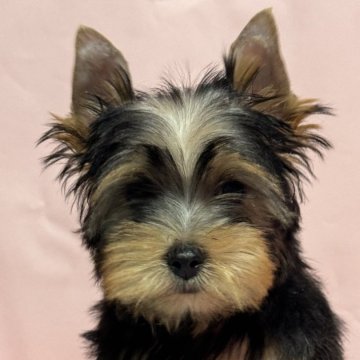 ヨークシャーテリア【広島県・男の子・2024年8月22日・スティールブルー&タン】の写真「可愛い男の子」