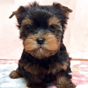 ヨークシャーテリア【広島県・男の子・2025年9月17日・スティールブルー&タン】の写真「可愛い男の子」