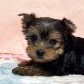 ヨークシャーテリア