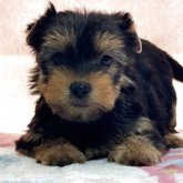 ヨークシャーテリア