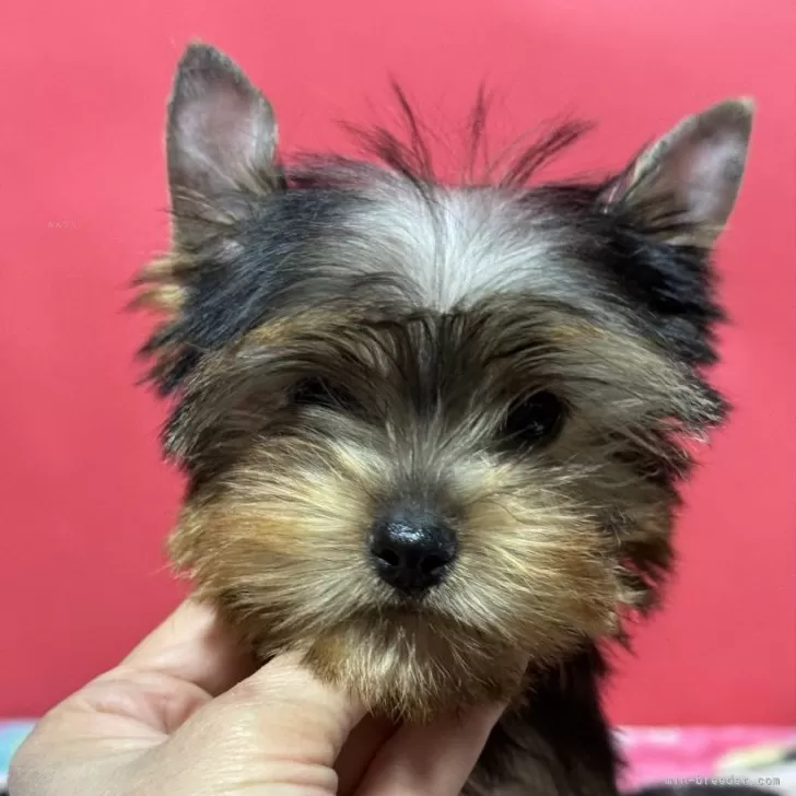 ID：2311-02129の子犬