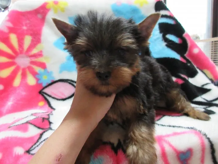 ID：1608-01306の子犬