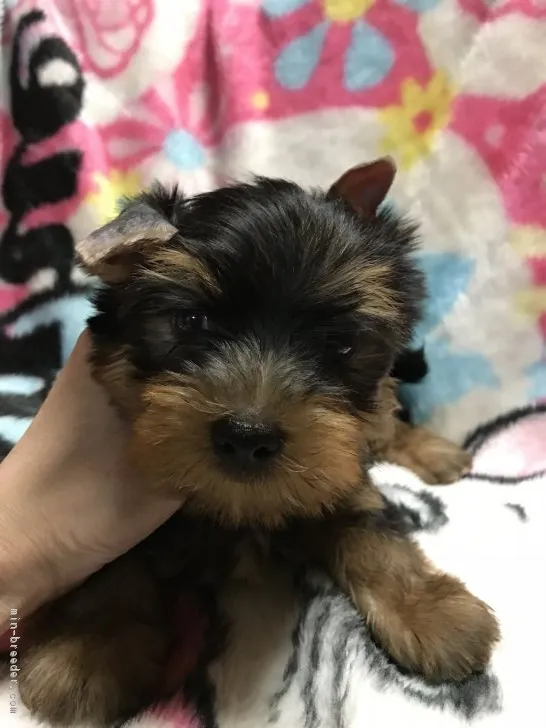 ID：1809-00242の子犬