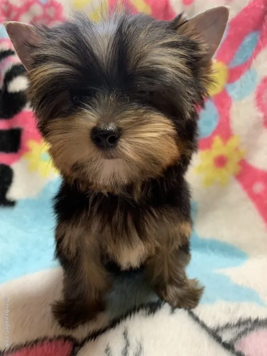 ID：1908-00908の子犬
