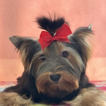 ヨークシャーテリア【広島県・男の子・2024年4月16日・スティールブルー&タン】の写真「可愛い男の子」