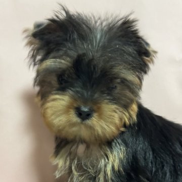 ヨークシャーテリア【広島県・女の子・2024年7月24日・スティールブルー&タン】の写真「小さくて可愛い女の子」