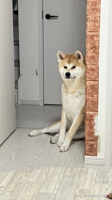 上野裕子ブリーダーのブログ：立派に成長しました💕😊💕