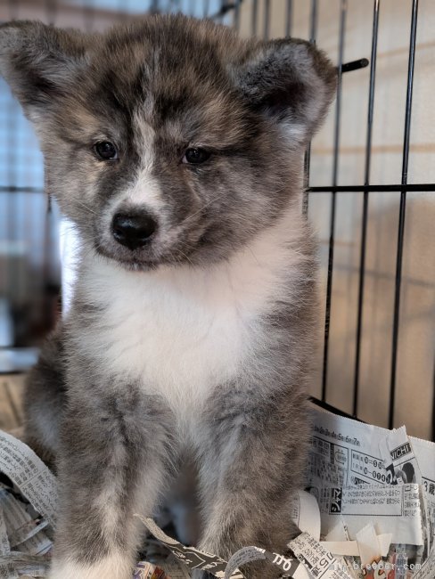 上野裕子ブリーダーのブログ：今日は虎メスちゃん🐶