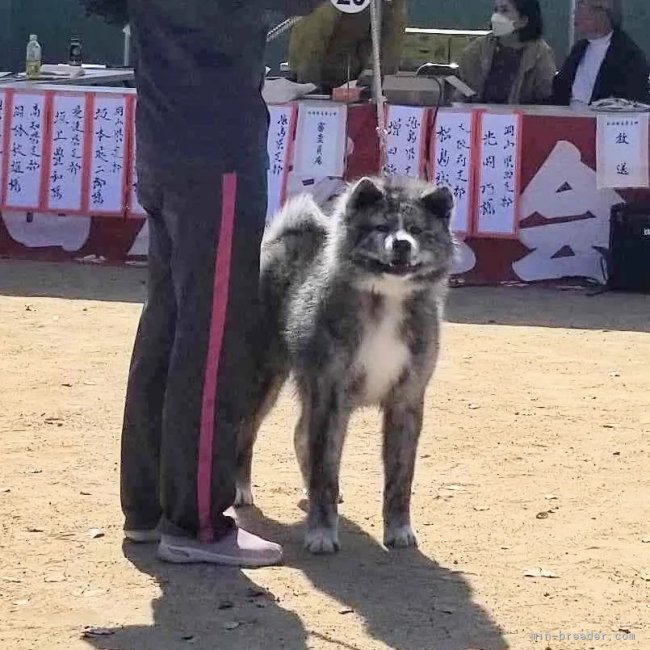 上野裕子ブリーダーのブログ：虎毛生まれます💕🐶💕