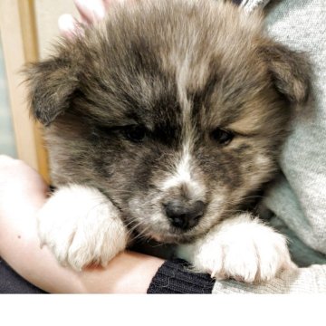 秋田犬【滋賀県・男の子・2025年10月31日・虎】の写真「優しいお顔の長毛の男の子です🐶」