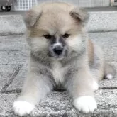 秋田犬