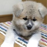 秋田犬
