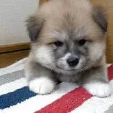 秋田犬