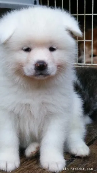 ID：1511-00937の子犬