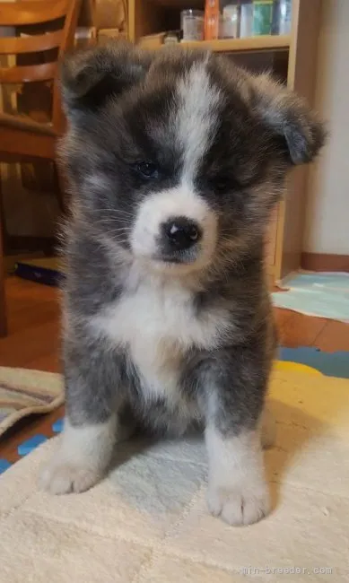 ID:2202-00833の子犬