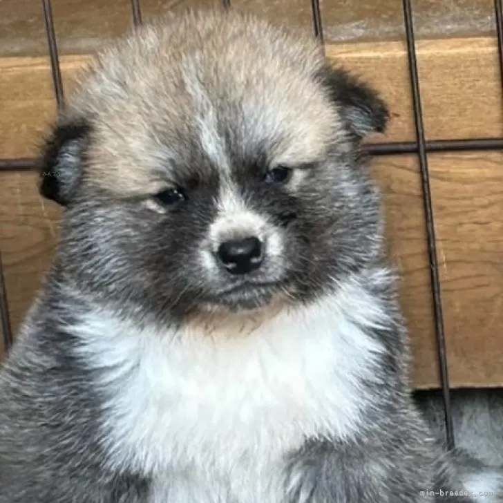 ID：2405-05468の子犬