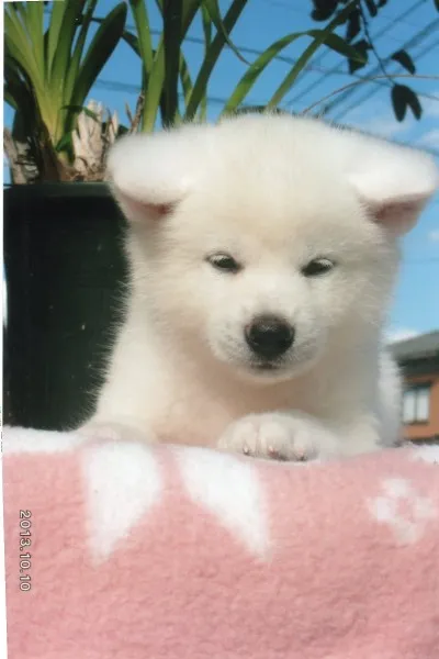 ID:1310-00499の子犬