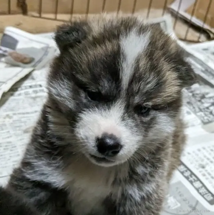 ID:2305-04301の子犬