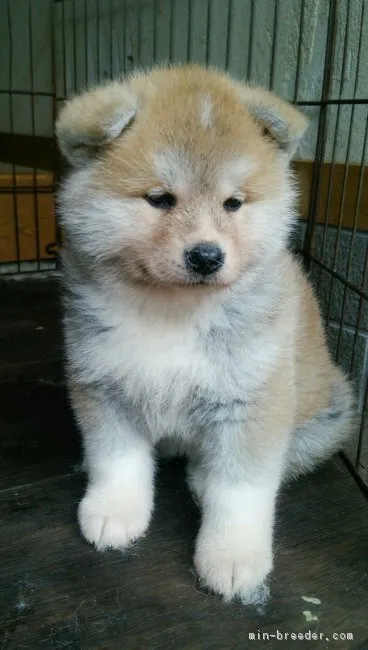 ID:1705-00962の子犬