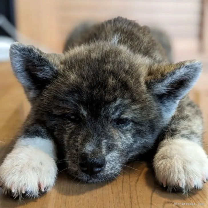 ID:2309-01364の子犬