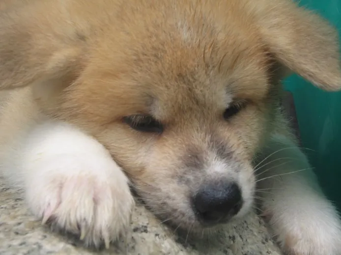 ID:1308-00016の子犬