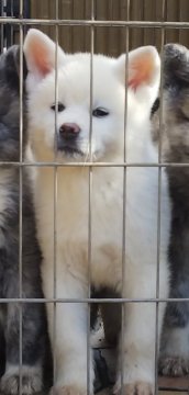 秋田犬【滋賀県・女の子・2019年12月20日・白】の写真「犬質の良いショ―タイプの白毛です。」