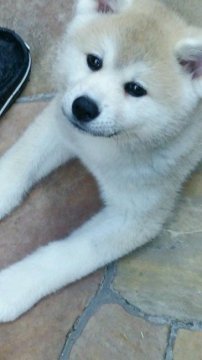 秋田犬【滋賀県・女の子・2017年3月25日・赤】の写真「綺麗なお顔の女の子です」
