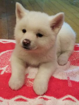 秋田犬【滋賀県・女の子・2019年12月20日・白】の写真「真っ白なかわいい女の子です」