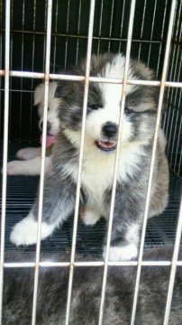 秋田犬【滋賀県・女の子・2016年7月21日・虎】の写真「かわいいお顔のむくちゃんです」