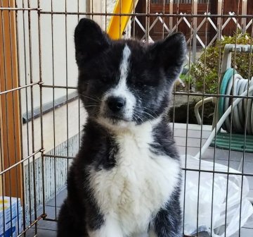 秋田犬【滋賀県・男の子・2019年1月9日・虎】の写真「綺麗な縞の入った黒虎です」