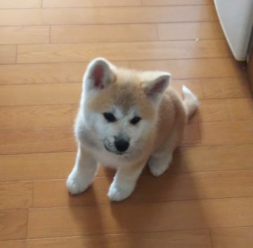 秋田犬【滋賀県・男の子・2020年10月9日・赤】の写真「かわいい赤毛の牡です」