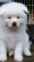 秋田犬【滋賀県・男の子・2015年10月8日・白】の写真1