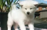 秋田犬【滋賀県・男の子・2013年8月24日・白】の写真2