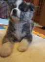 秋田犬【滋賀県・女の子・2021年12月22日・虎】の写真2