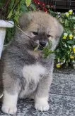 秋田犬【滋賀県・女の子・2024年4月22日・赤】の写真3