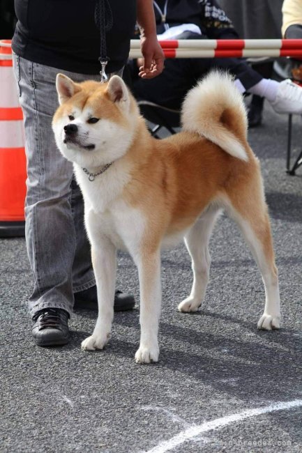 秋田犬【・男の子・2019年9月11日・赤】