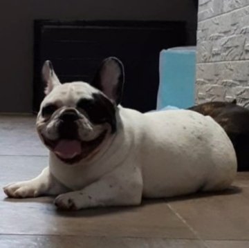 フレンチブルドッグ【大阪府・男の子・2022年9月9日・パイド+マール(レアカラー)】の写真「パイドマール(体と耳にマーブルカラー)」