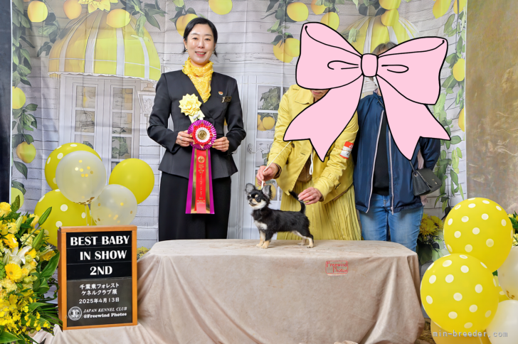 本多　清美(ほんだ　きよみ)ブリーダー(茨城県・ゴールデンレトリバーなど・JKC登録)の紹介写真4