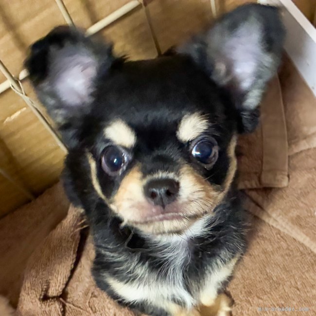 本多　清美(ほんだ　きよみ)ブリーダー(茨城県・ゴールデンレトリバーなど・JKC登録)の紹介写真4