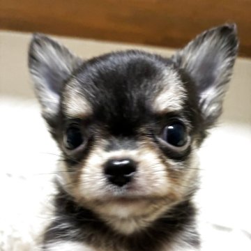 チワワ(ロング)【茨城県・男の子・2025年8月16日・ブラックタン】の写真「小さい明るい男の子！」