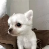 チワワ(ロング)