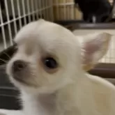 チワワ(ロング)