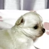 チワワ(ロング)